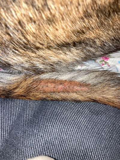 Kahle nässende Stelle an der Rute-Beitrag-Bild