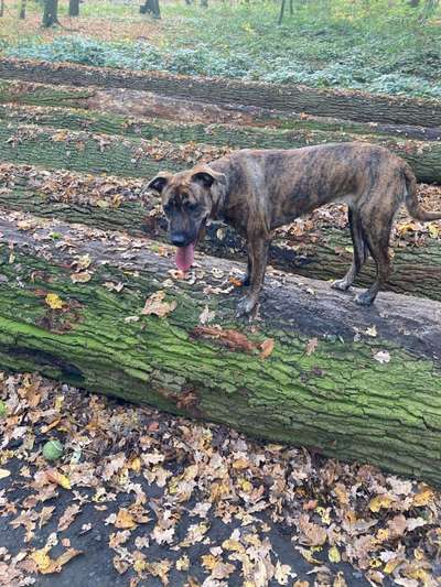 Hier ist der Spaßthread. Zum Schmunzeln und Kaputtlachen-Beitrag-Bild