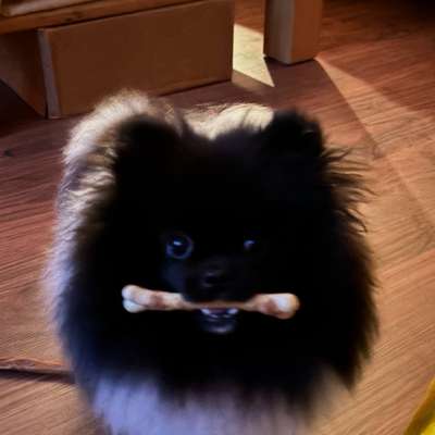 Hundetreffen-Kleine Spielfreunde gesucht-Bild