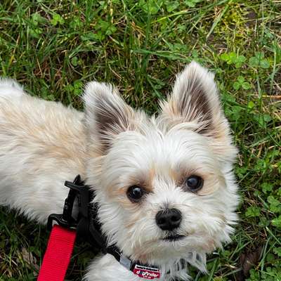 Hundetreffen-Yorkshire Terrier zum spielen-Bild