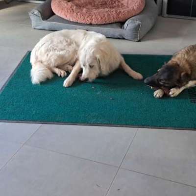 Hundetreffen-Wir suchen zwischen  Kusel -- lauterecken  kontakte für gemeinsame gassi runden wir sind ein rüde  u-Bild