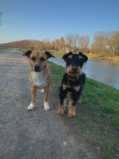 Hundetreffen-Regelmäßiger Kontakt- auch ohne wildes Toben :)-Bild