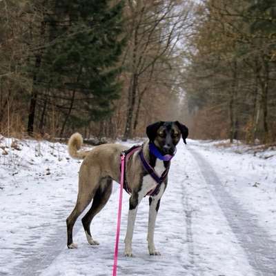 Hundetreffen-Junghundtreffen/ Spieltreffen-Bild