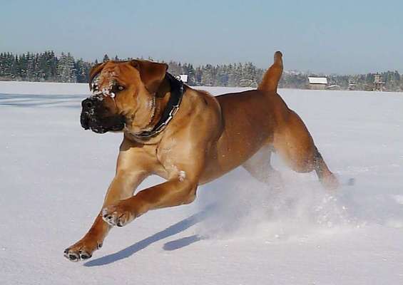 Boerboels-Beitrag-Bild