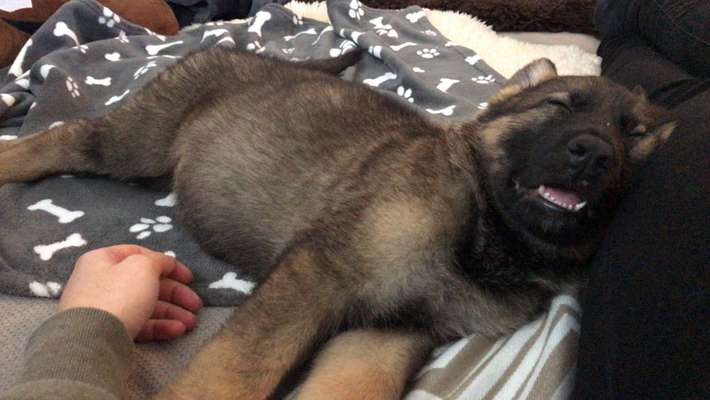 Die Dogorama Wochen Challenge-Beitrag-Bild