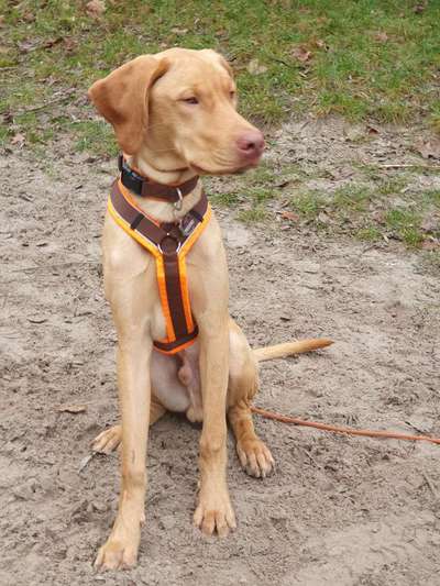 Magyar Vizsla UK-Beitrag-Bild