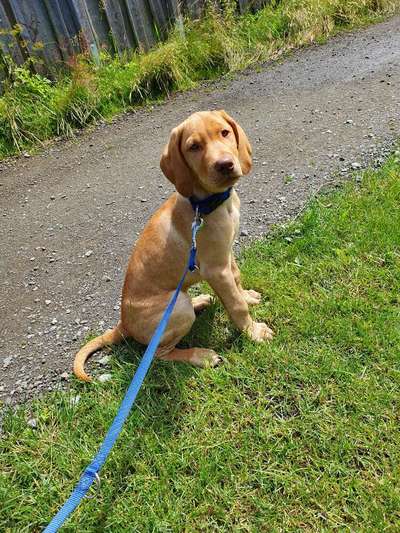 Welpen Bilder !-Beitrag-Bild