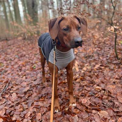 Hundetreffen-Gassiefreunde gesucht!🐶-Bild