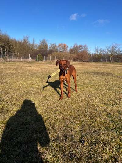 Hundetreffen-Spaziergang an der Leine-Bild