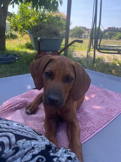 Hundetreffen-Welpentreffen-Bild