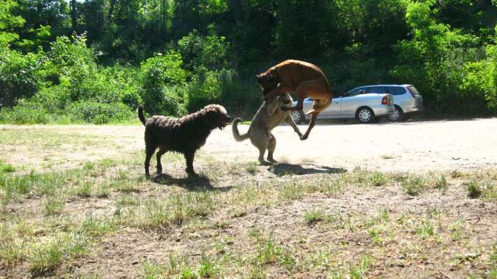 Bester Freund, Hundekumpel - zeigt her!-Beitrag-Bild