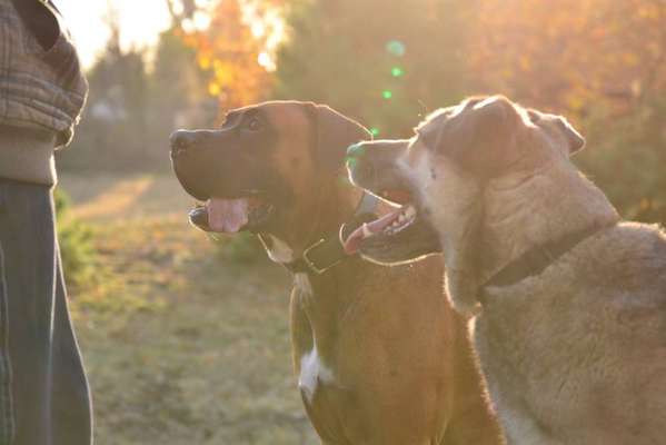 Bester Freund, Hundekumpel - zeigt her!-Beitrag-Bild