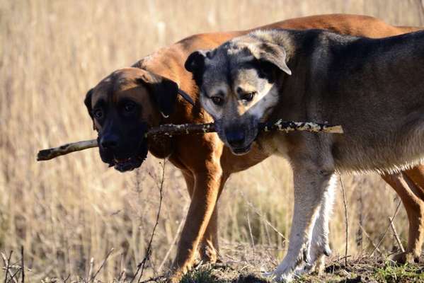 Bester Freund, Hundekumpel - zeigt her!-Beitrag-Bild
