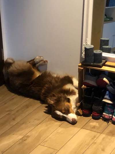 Zeigt mir die lustigsten Schlafpositionen eurer Fellnasen-Beitrag-Bild