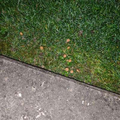 Giftköder-Giftköder-Bild