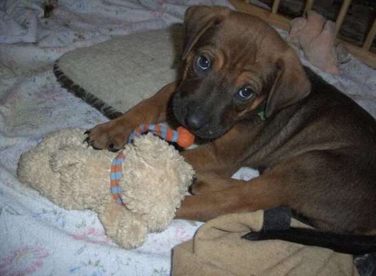 Rhodesian Ridgeback-Beitrag-Bild