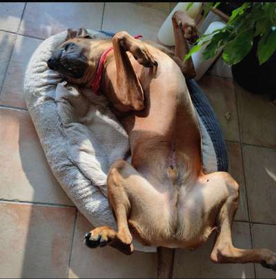 Rhodesian Ridgeback-Beitrag-Bild