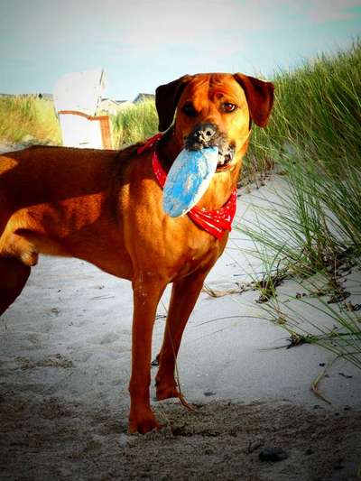 Rhodesian Ridgeback-Beitrag-Bild