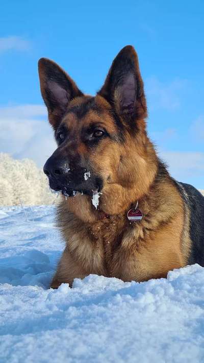 Foto Challenge Nr.: 114
Hunde im Schnee-Beitrag-Bild