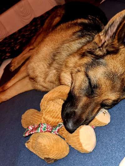 Der Lieblingsplüschi eures Vierbeiners-Beitrag-Bild