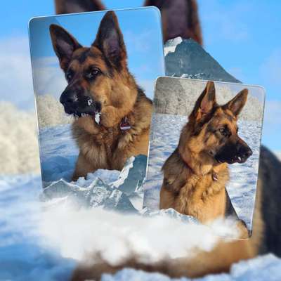 Alles rund um den Schäferhund, diskutieren erwünscht.-Beitrag-Bild