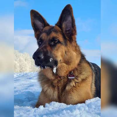 Postet das beste Foto von euren 4 beinern-Beitrag-Bild