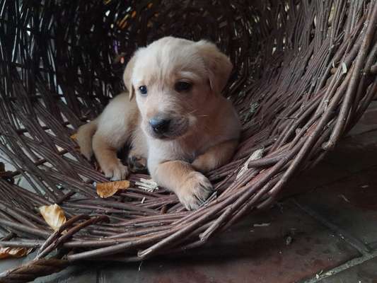 Dogorama Photo Challenge - Portrait-Beitrag-Bild