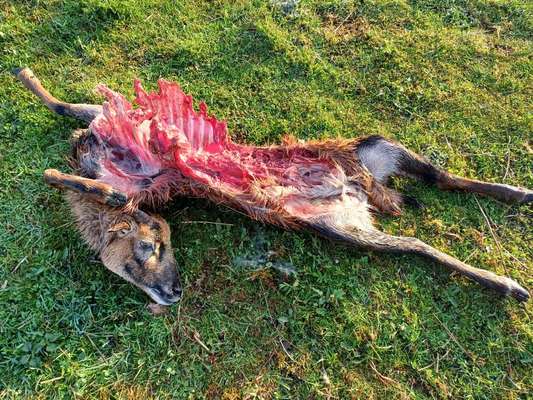 Wolfsangriff in den Niederlanden – Wie sicher sind unsere Hunde?-Beitrag-Bild