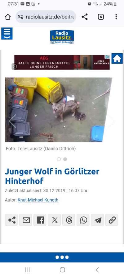 Wolfsangriff in den Niederlanden – Wie sicher sind unsere Hunde?-Beitrag-Bild