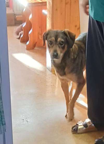 Mischlinge raten - Rätselspaß-Beitrag-Bild