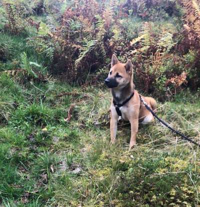 Die Dogorama Kalender Challenge Titelbild-Beitrag-Bild