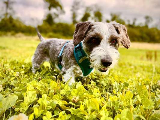 Hundetreffen-Socialwalk-Bild