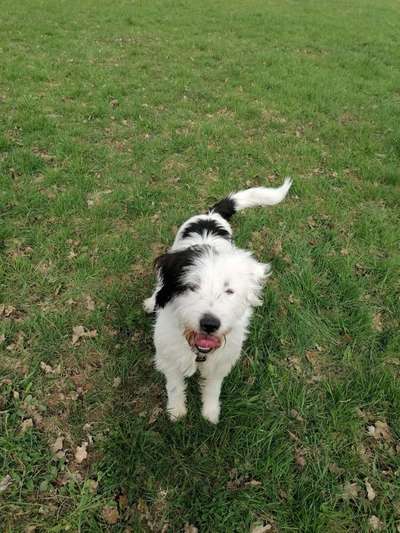 Gibts hier Mioritic Besitzer?-Beitrag-Bild