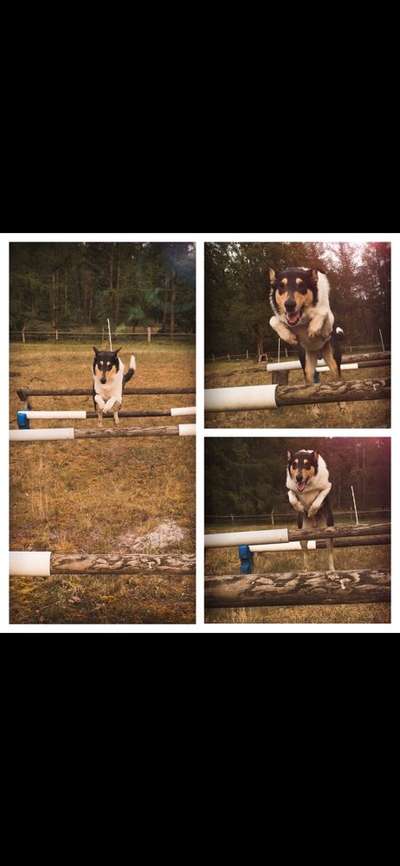 Hunde in Action-Beitrag-Bild