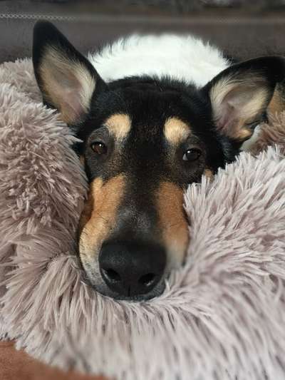 Smooth Collie oder kurzhaariger Collie-Beitrag-Bild