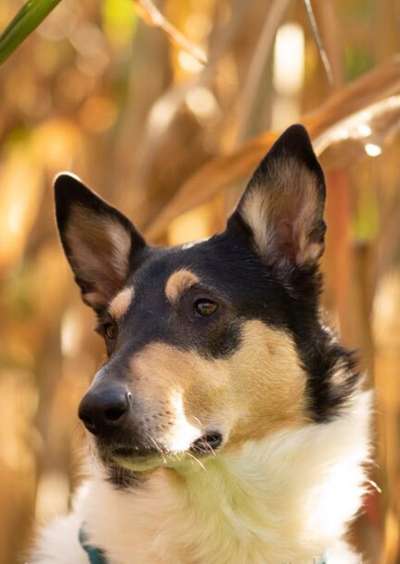 Kurzhaarcollies (und Mixe)-Beitrag-Bild