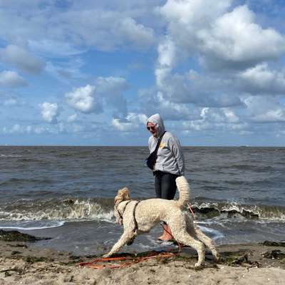 Hundetreffen-Gemeinsames Spazieren gehen.