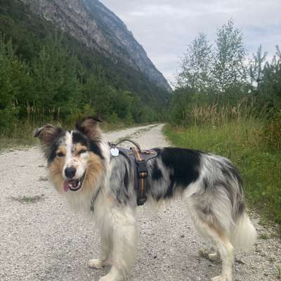 Hundetreffen-Gassi gehen und spielen