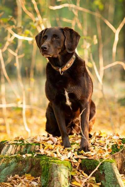 Fotochallenge No. 26                                     Wald und Wiese-Beitrag-Bild