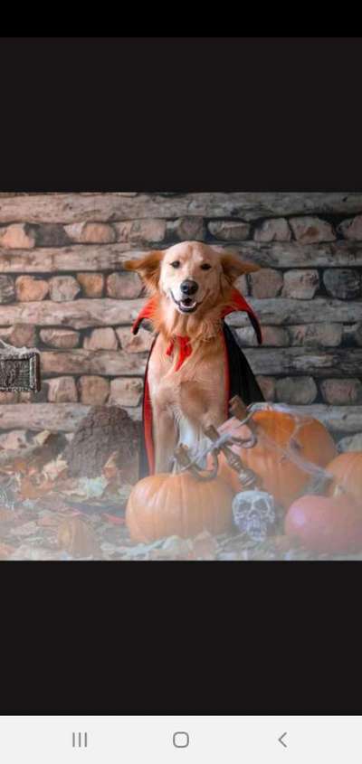 Fotochallange Nr.53 "HALLOWEEN"-Beitrag-Bild