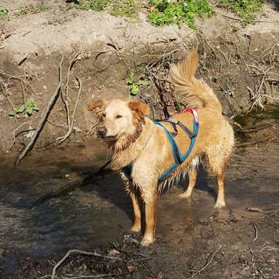 Hundetreffen-Canicross/Joggen gemeinsames training-Bild