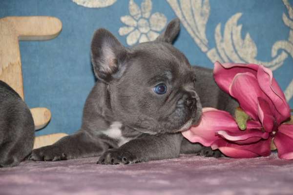 Welpen Bilder !-Beitrag-Bild