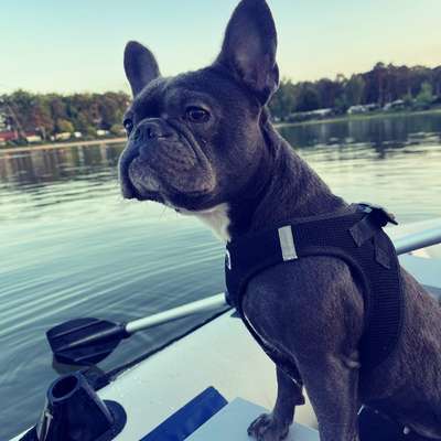 Hundetreffen-Hundetreffen-Bild