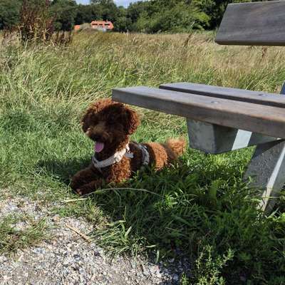 Hundetreffen-Spielen und spazieren-Bild