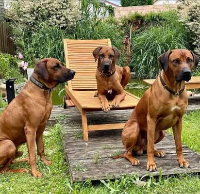 Rhodesian Ridgeback-Beitrag-Bild