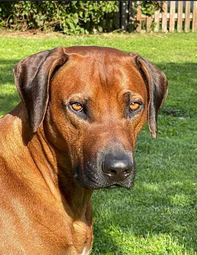 Rhodesian Ridgeback-Beitrag-Bild