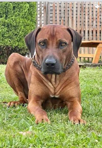 Rhodesian Ridgeback-Beitrag-Bild