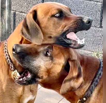 Rhodesian Ridgeback-Beitrag-Bild