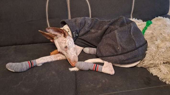 TierschutzhundeStammtisch🐕-Beitrag-Bild