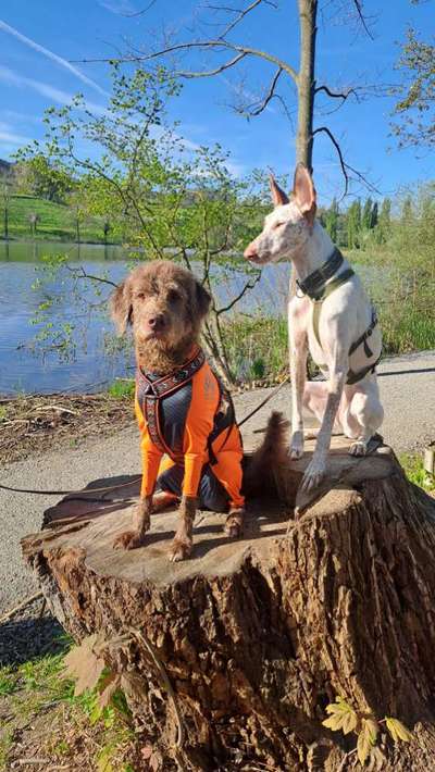 TierschutzhundeStammtisch🐕-Beitrag-Bild